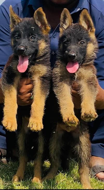 German Shepherd double coat Jodi 2 month for sale