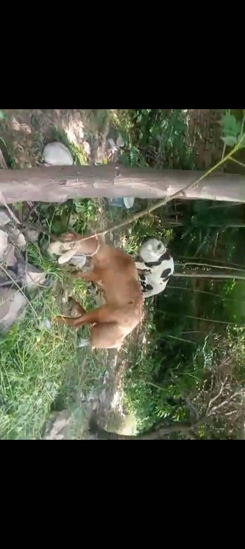 Sheeps pair 2