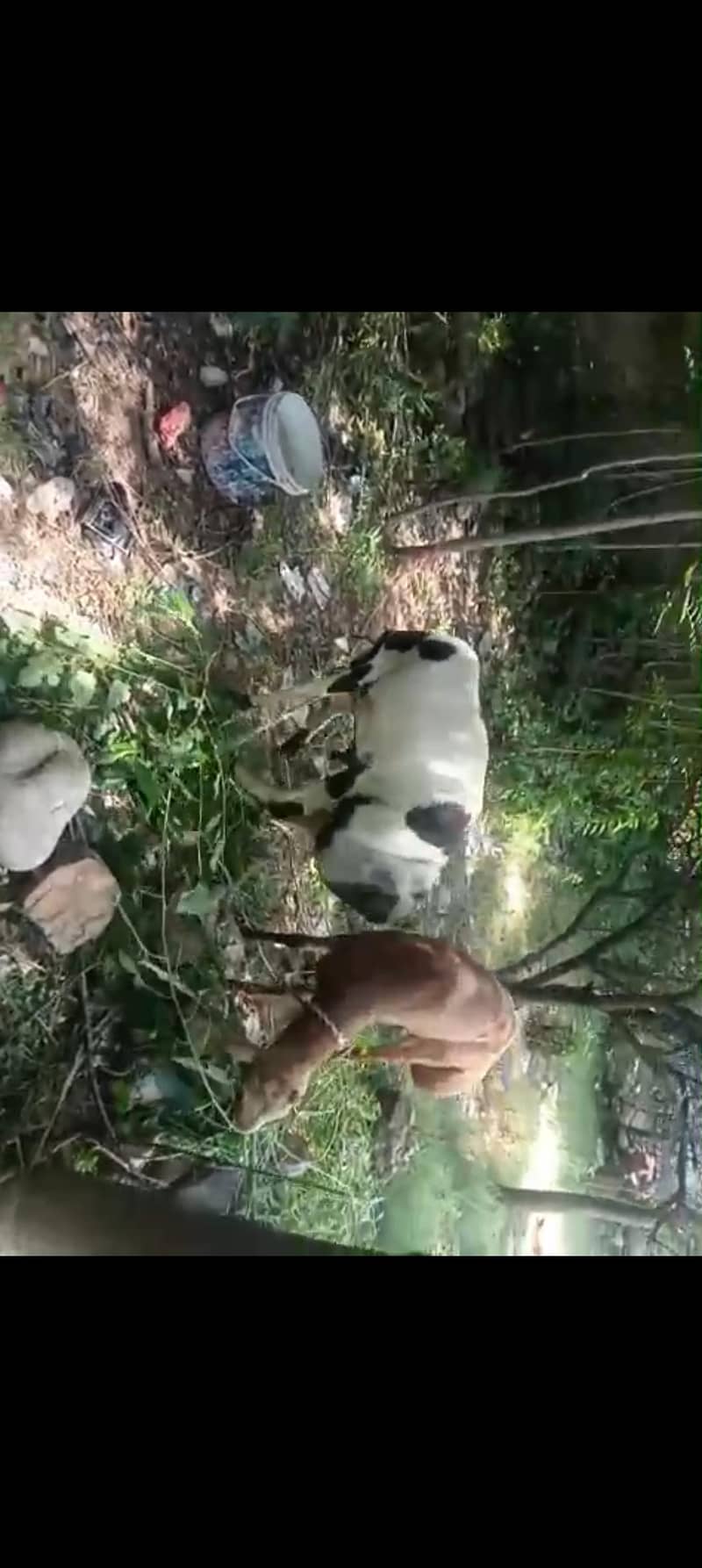 Sheeps pair 3