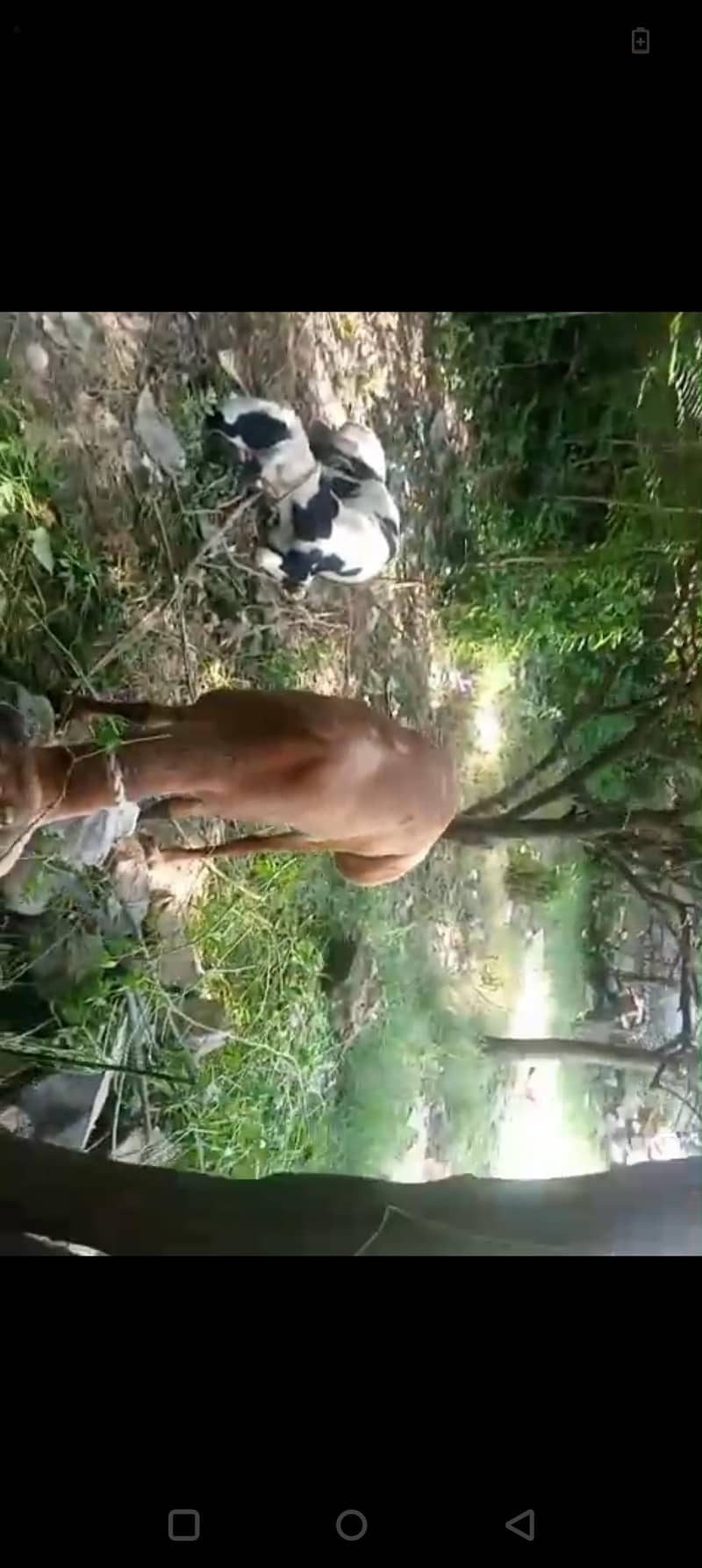 Sheeps pair 6
