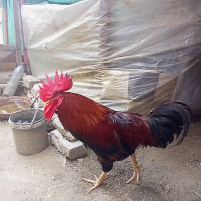 desi murgha and layer murgha for sale