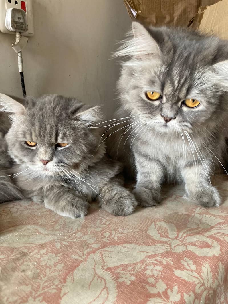 Cat Pair (Male/Female) 0
