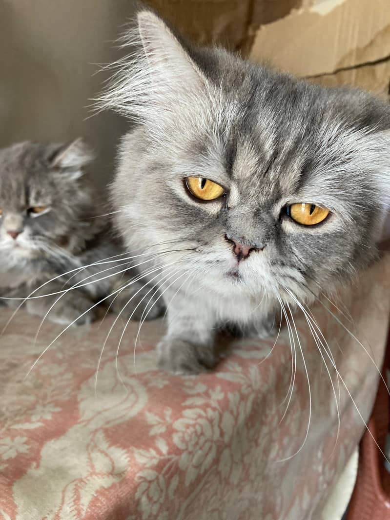Cat Pair (Male/Female) 1