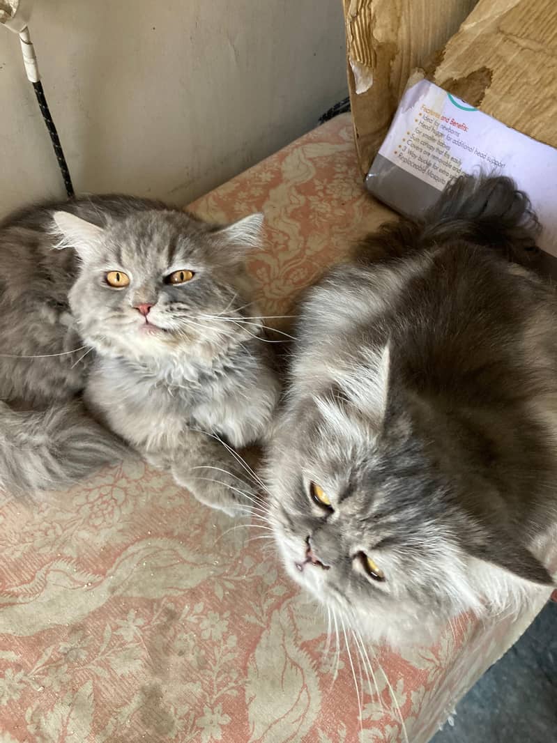 Cat Pair (Male/Female) 2