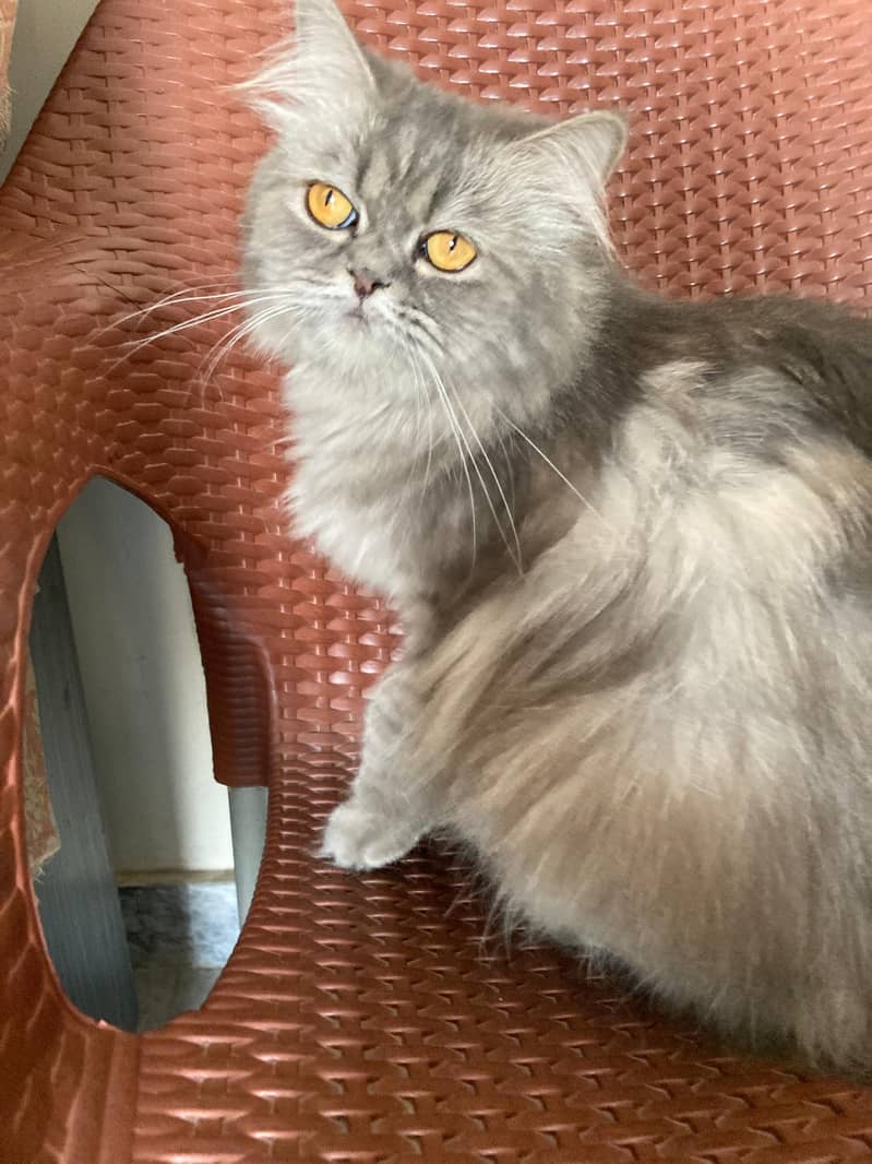 Cat Pair (Male/Female) 4