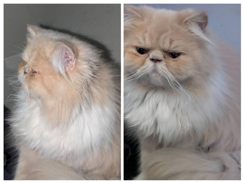 cat pair 2
