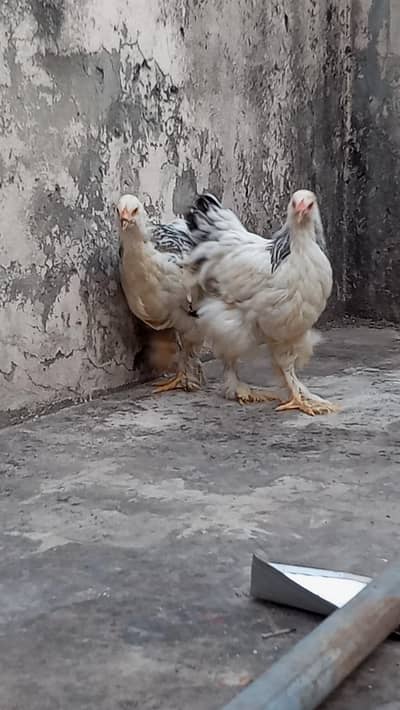 Light Columbian brahma