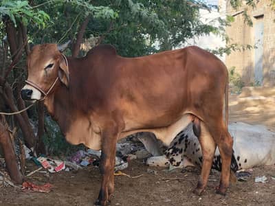 2_dant bachra [sakroo_BuLL] _3.50+man_