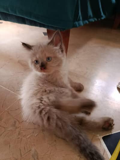 Himalayan cats with light blue eyes