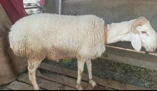 Goats/Available/Dhomba/Chatra/For Qurbani 2026