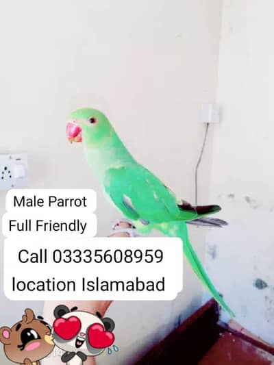 Hand Tamed Full Friendly Green Ring Neck Male Parrot Jumbo Size