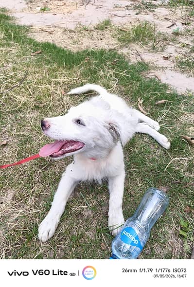 Russian dog Male pure white for sale