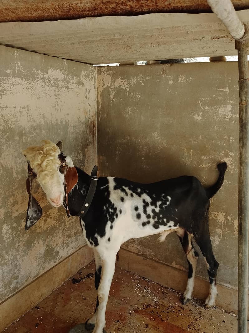 Bakra Dumba 1