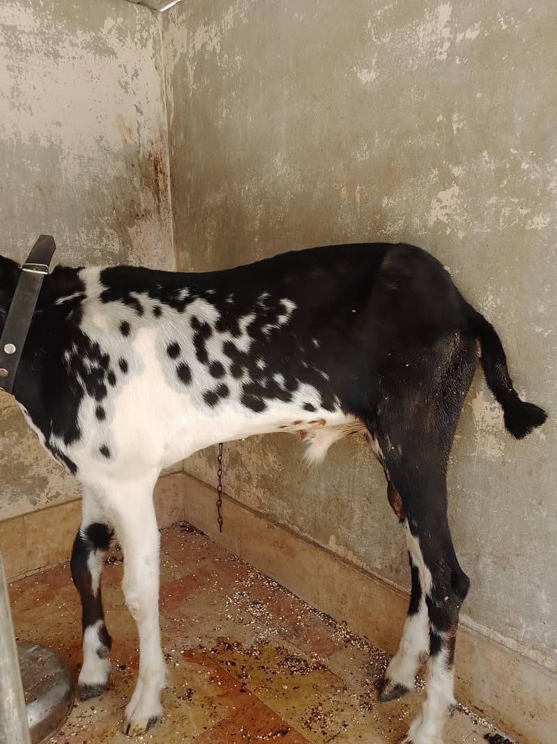 Bakra Dumba 2