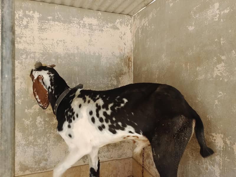Bakra Dumba 3