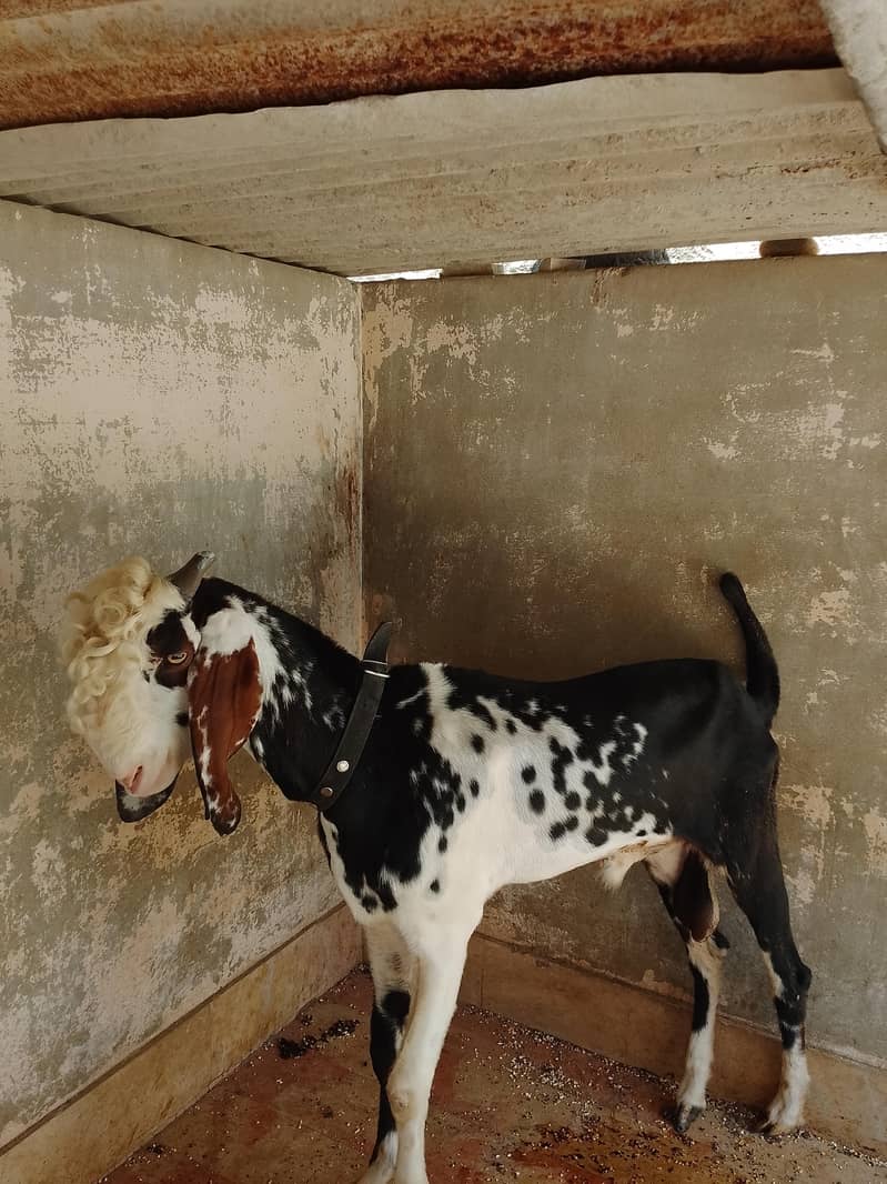 Bakra Dumba 4