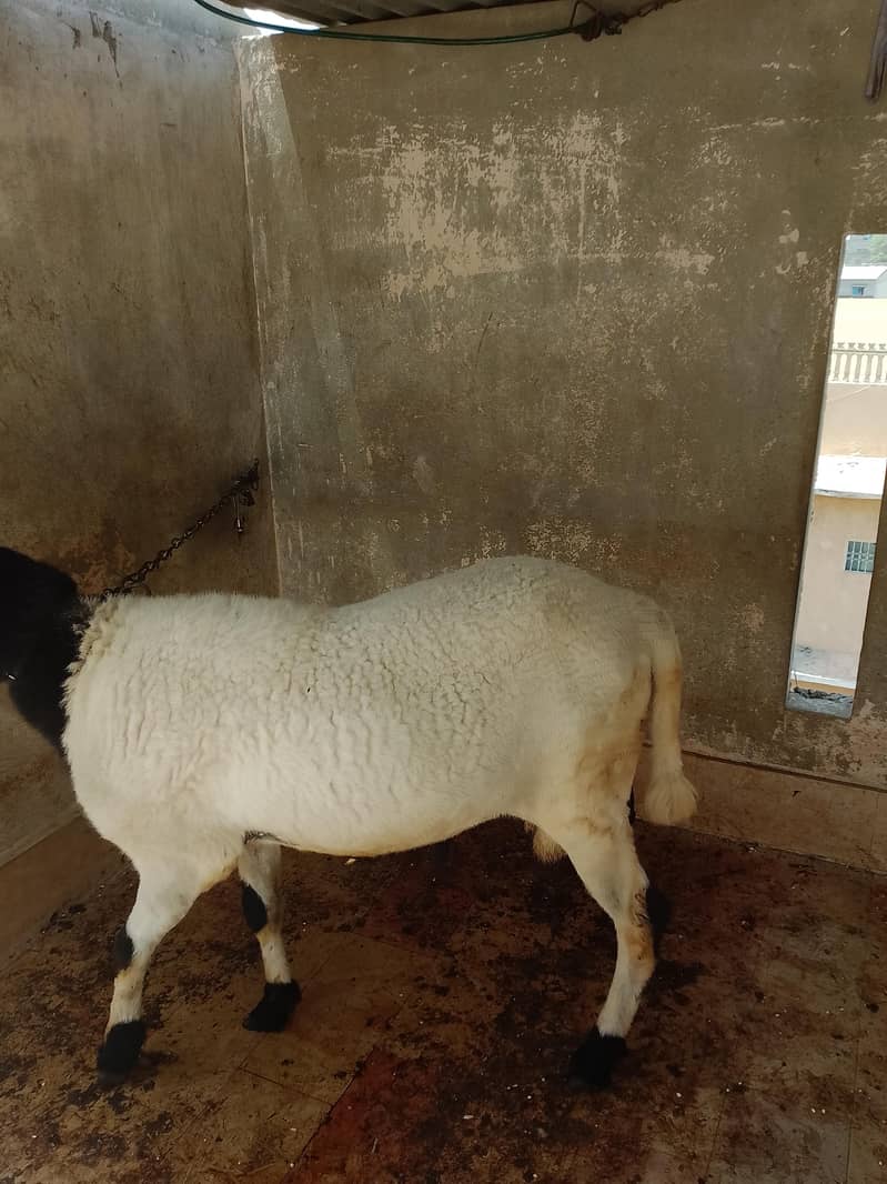 Bakra Dumba 5