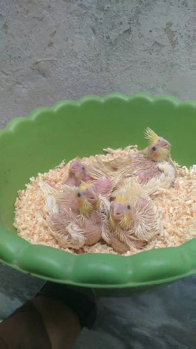 Baby Cockatiel & Pineapple Conure Chicks for Sale – Lahore