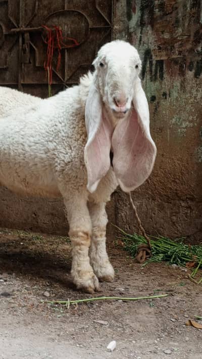 kajla male sheep