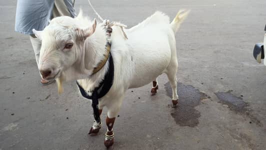 teddy GOAT for sale