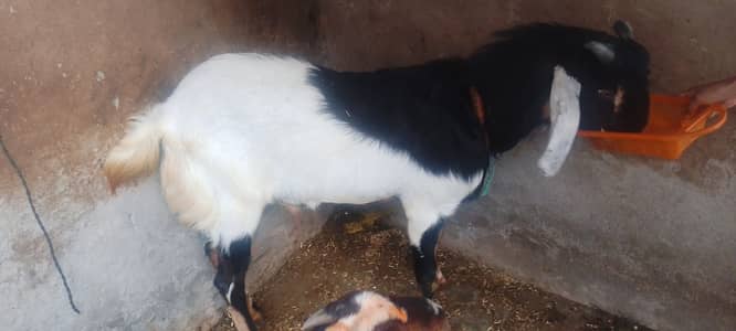 Desi Bakra for sale #QurbaniBakra2026