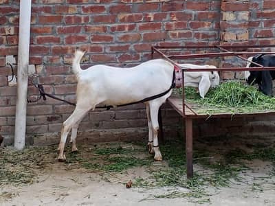 dasi bakry