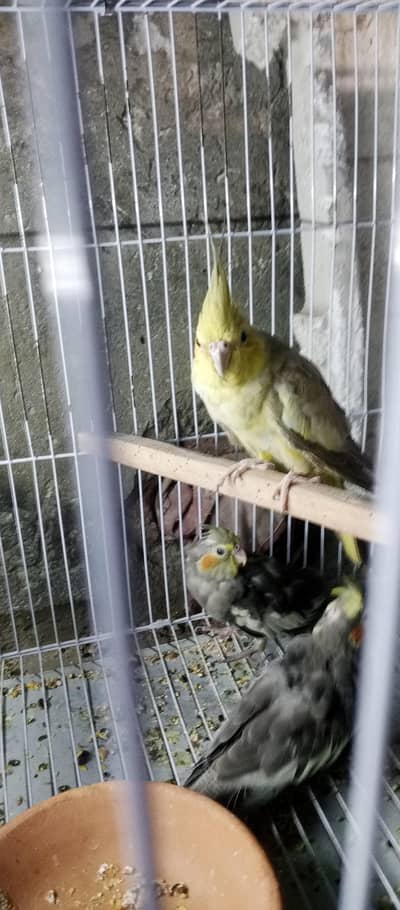 cocktail breeder female and male budies breeder pair