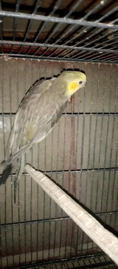 cocktail breeder  male budies breeder pair