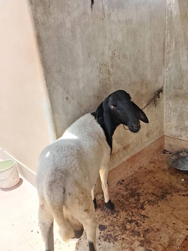 Bakra Dumba 6