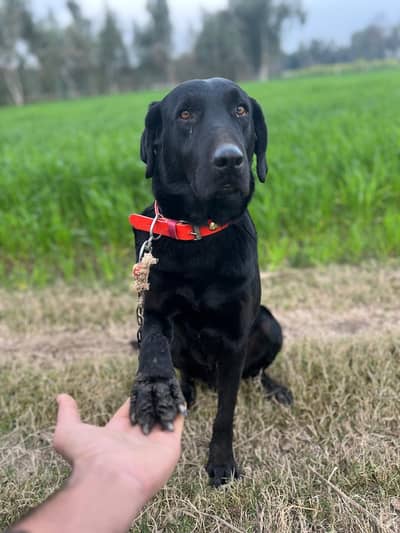 Pure Black Labrador Retriever – Fully Vaccinated & Hand Tamed