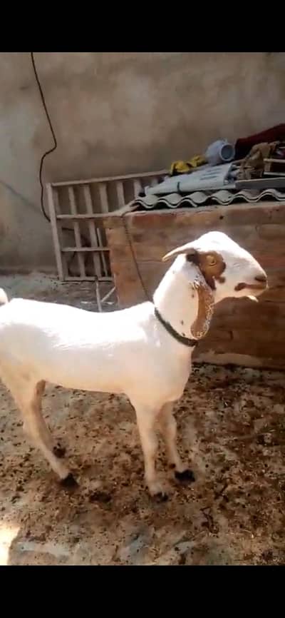 2026 Qurbani k liye