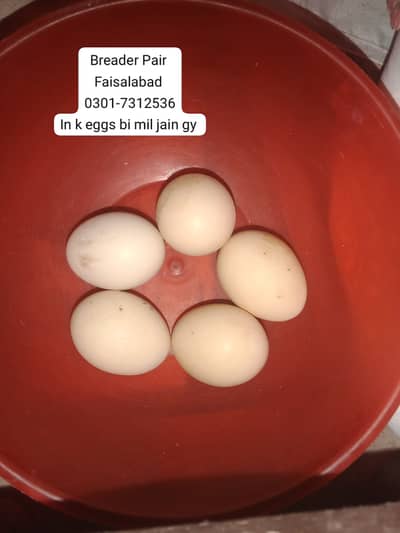 ASeel Fertile Eggs