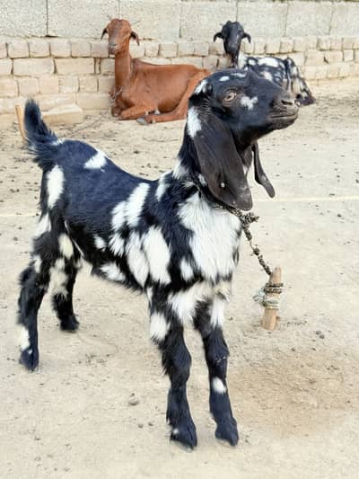 4 goats with 5 male babies (bakray}