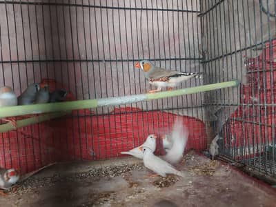 zebra finches breeder piars for sale