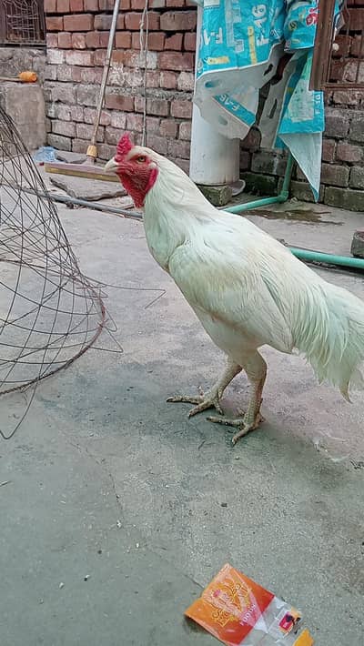 Heera aseel pair