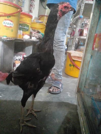 thai shamoo black hen full active