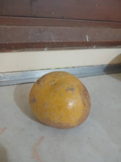 bael giri for sale