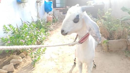 BAKRA for sale