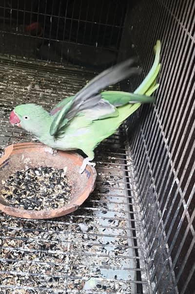 raw Parrot jambo size female 4year age hai