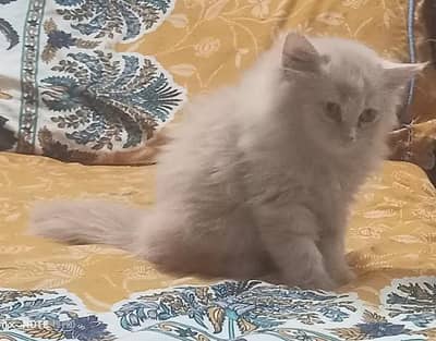 selling Persian kittens triple and  double coated