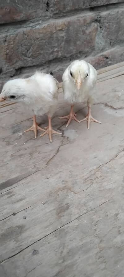 white Shamo chick