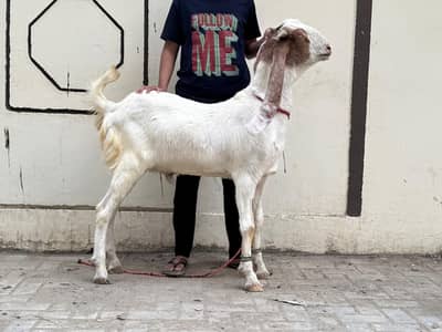 2 dant Bakra