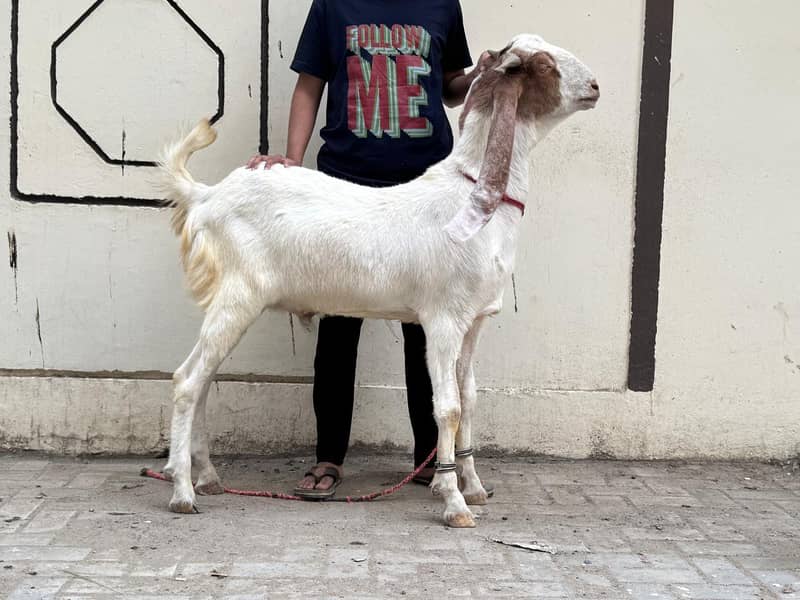 2 dant Bakra 0