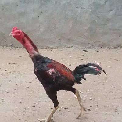 pakoya home breed pathy
