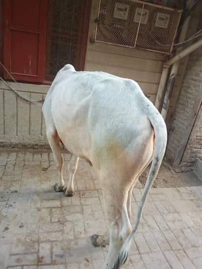 bachra and bachri