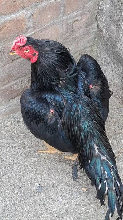 lassani breed and peela breed available