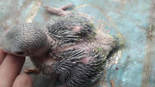 Green Ringneck  chick last paice