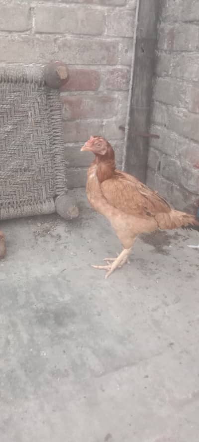 egg laying