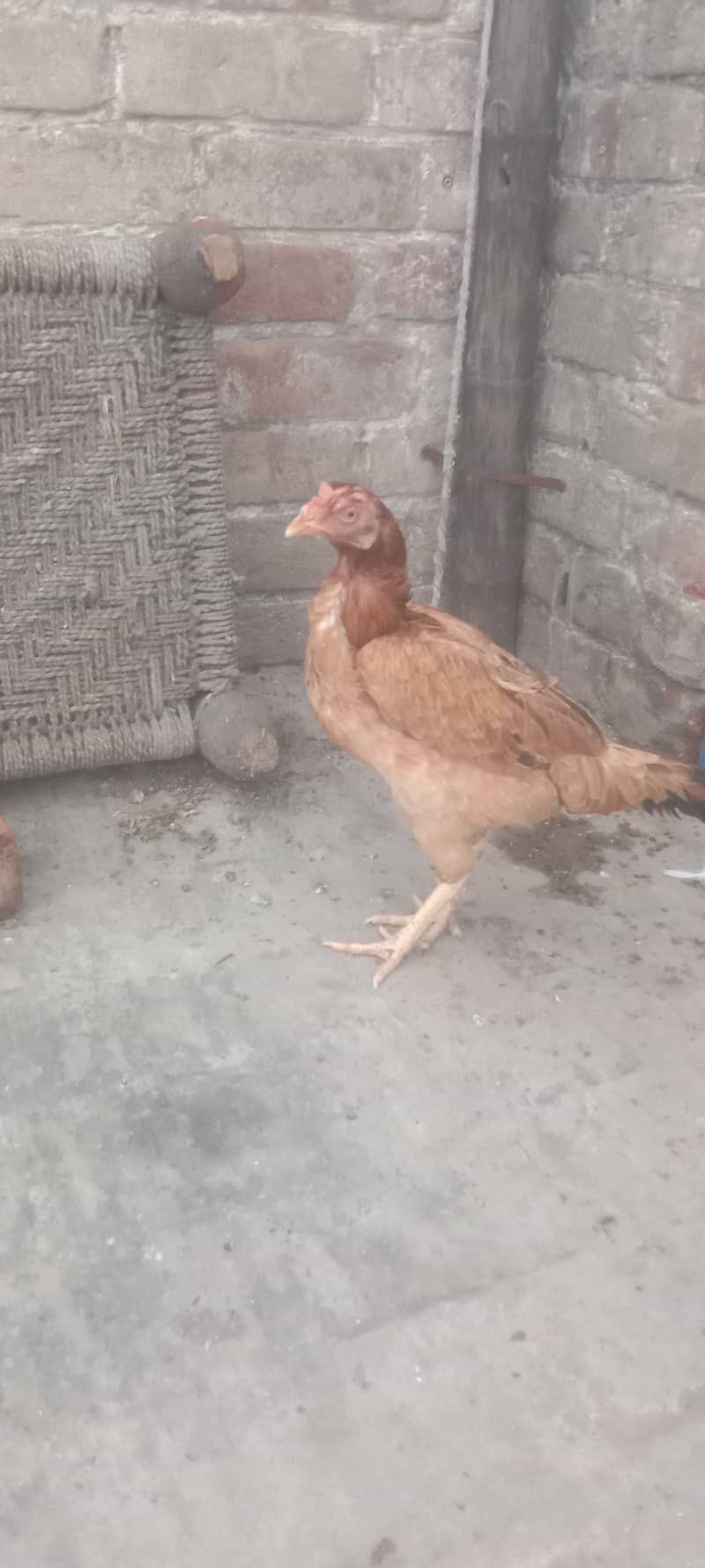 egg laying 0