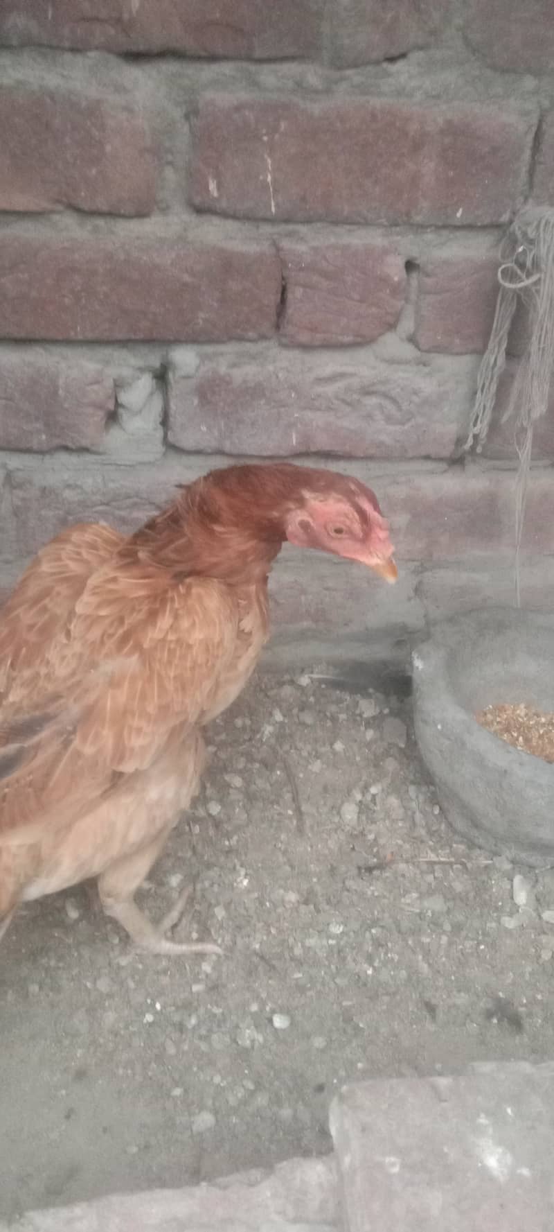 egg laying 1